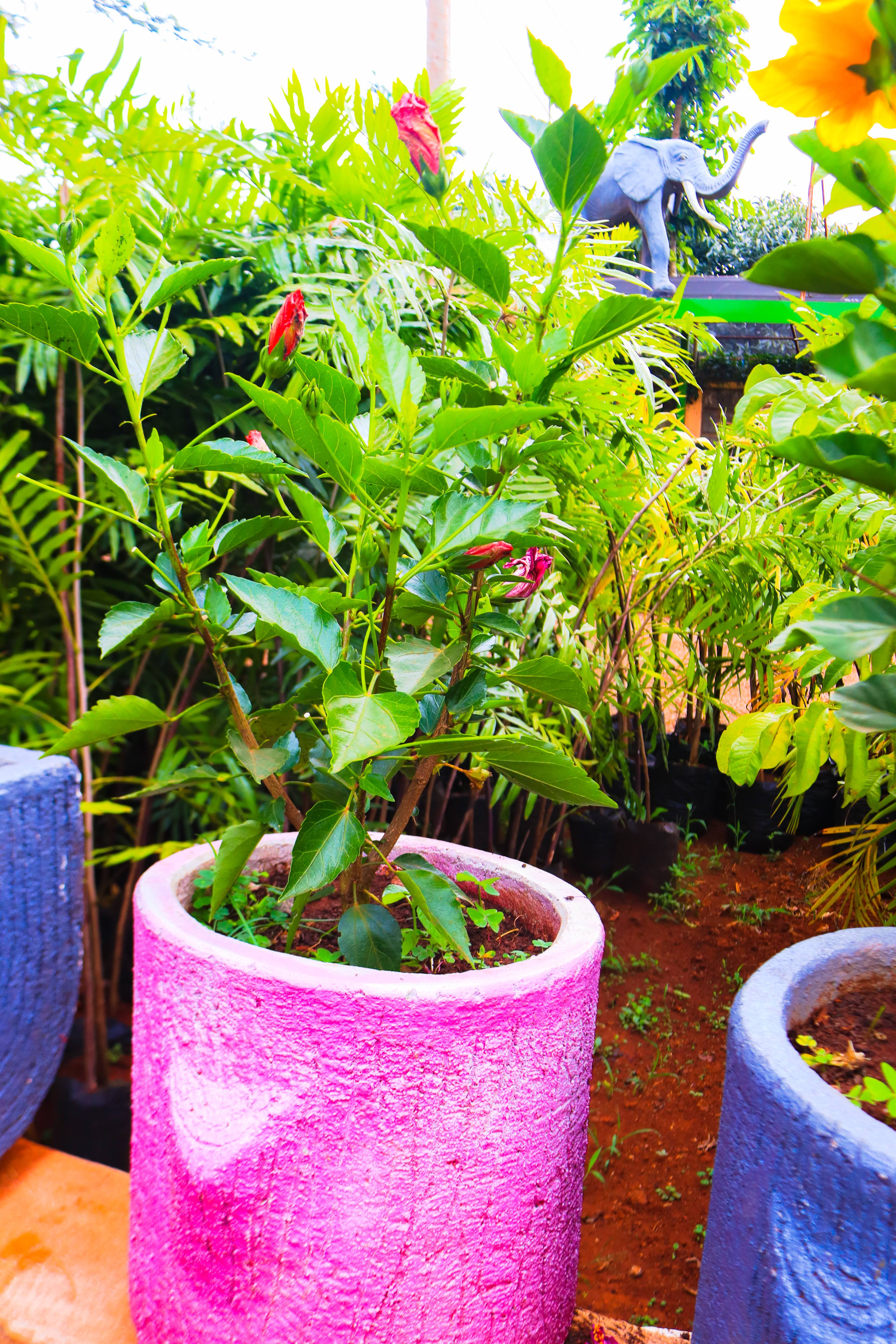 Garden Design