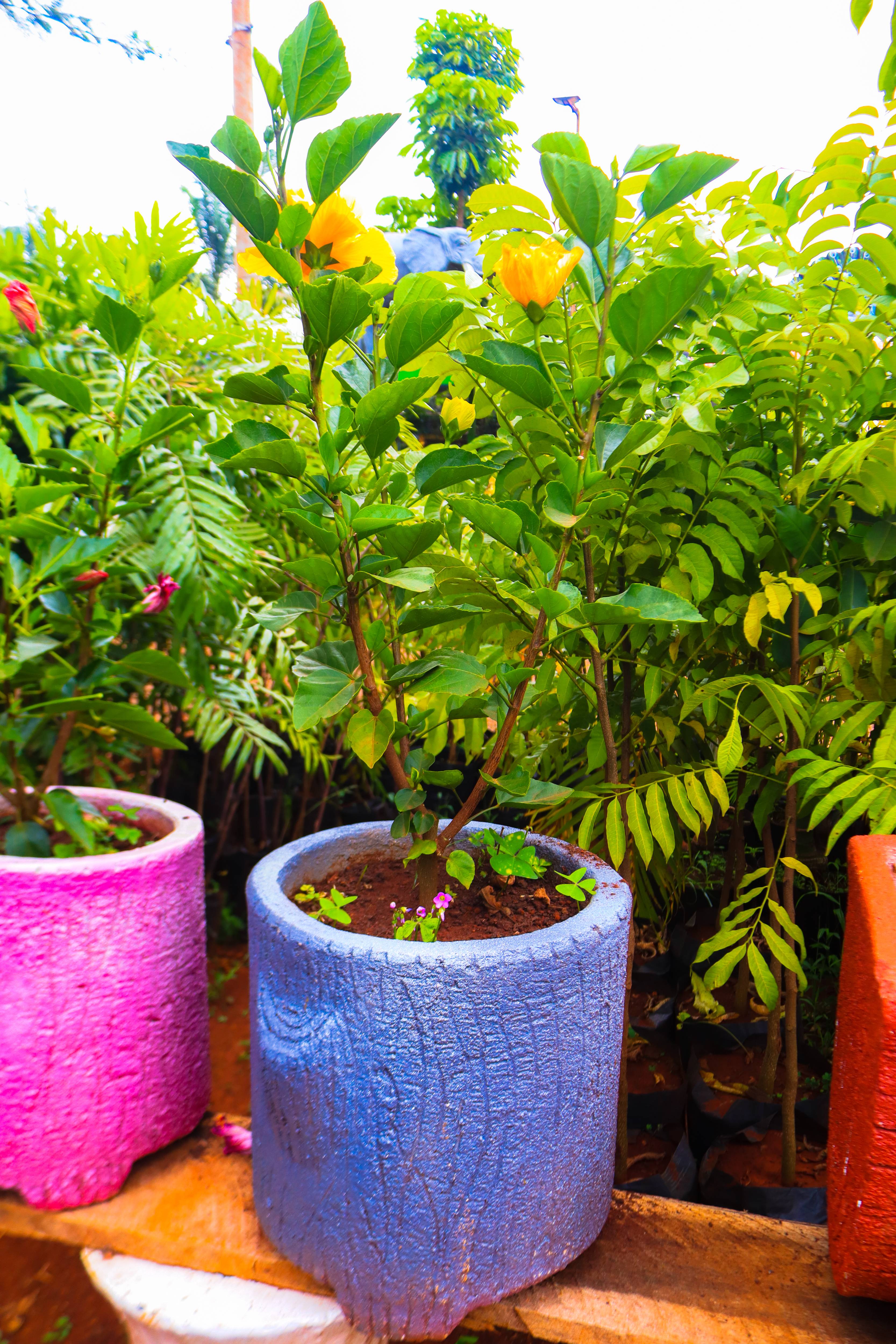 Plant Nursery
