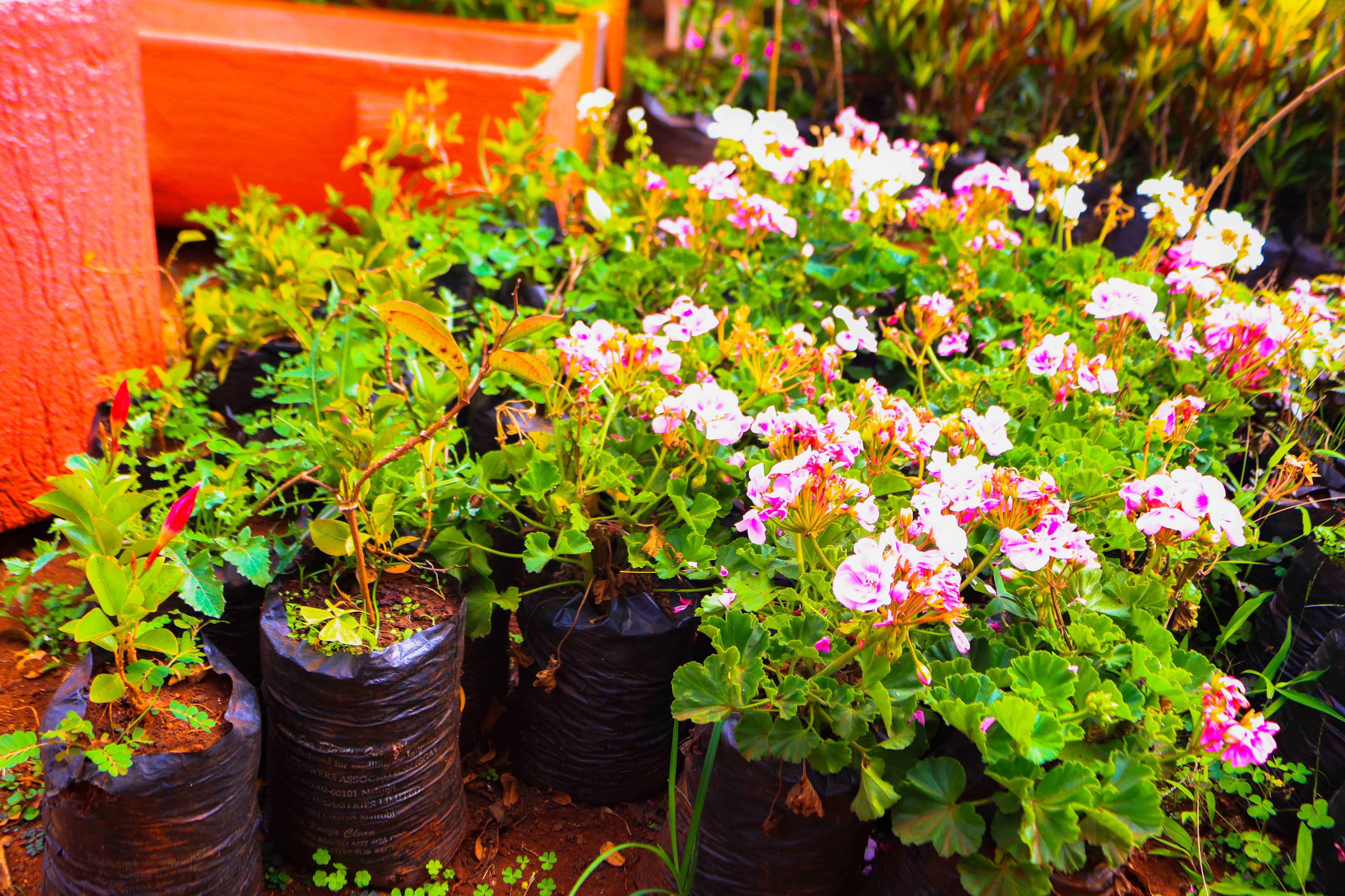 Plant Nursery